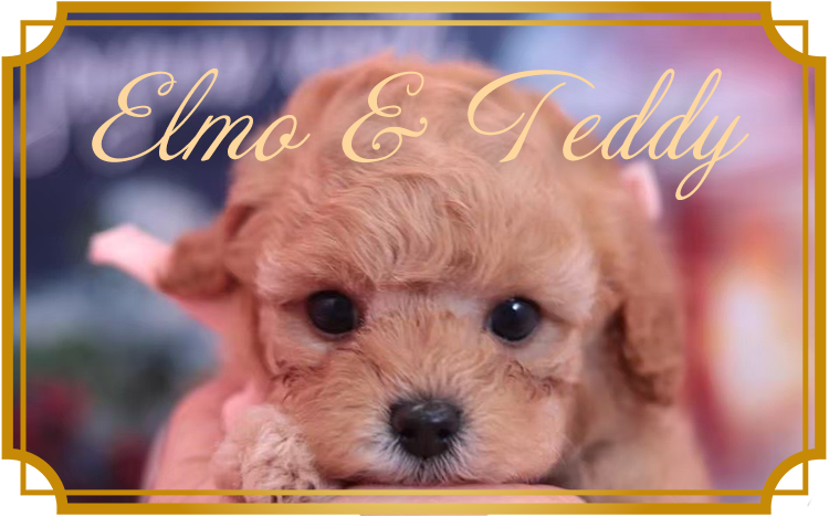 プードル(キャバプー) いなりちゃん