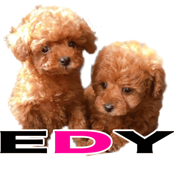 プードル（キャバプー）　いなりちゃん