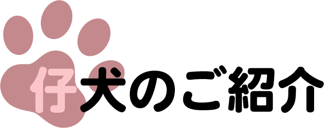 仔犬の紹介