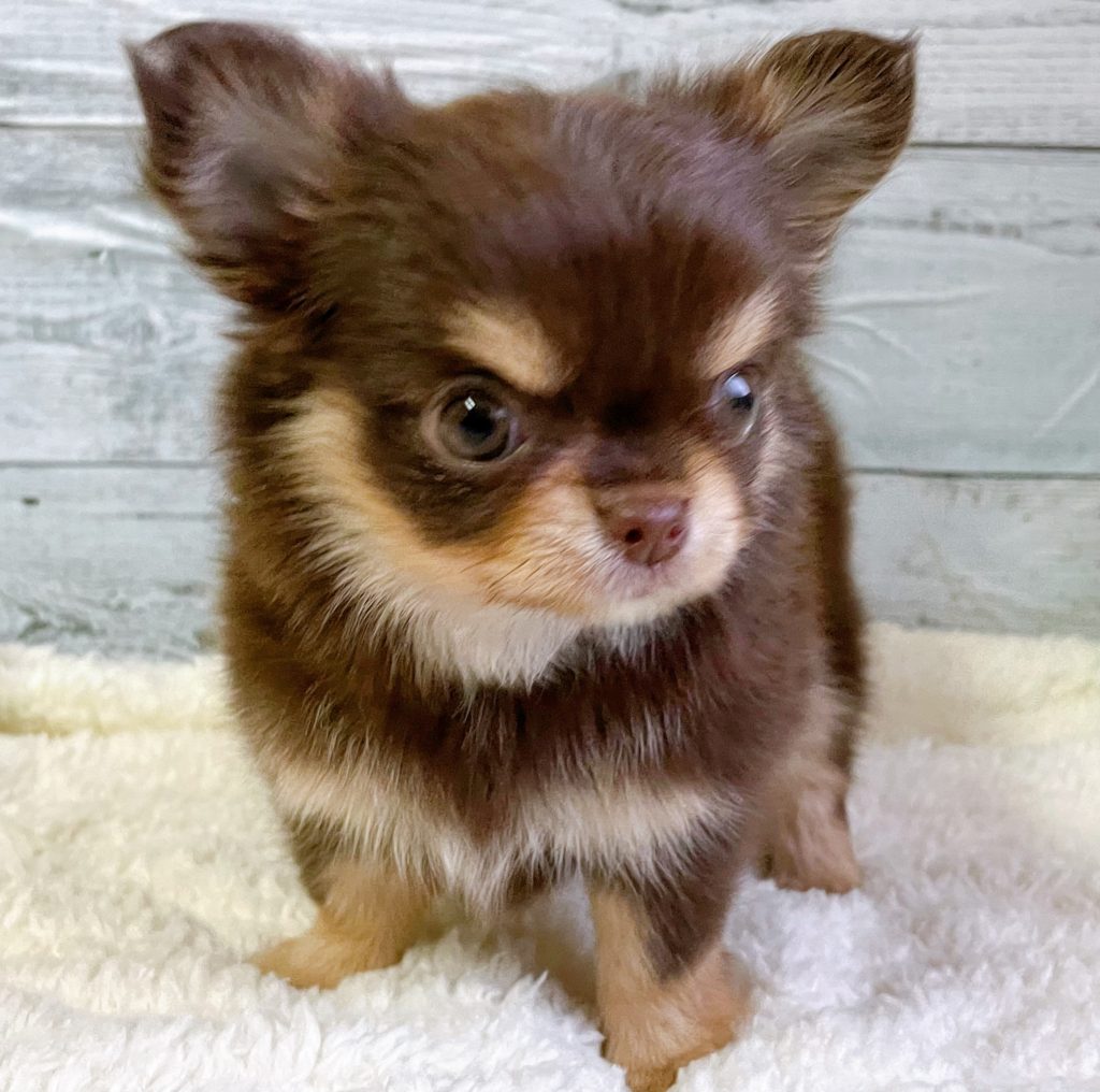 ロングチワワ ご家族決まりました