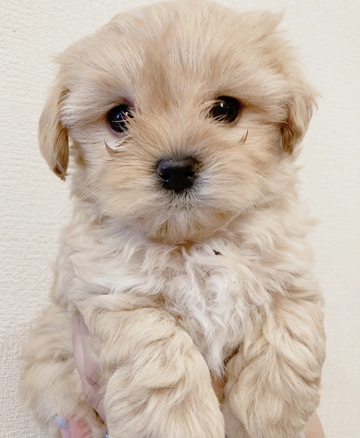 ご家族決まりました マルプー