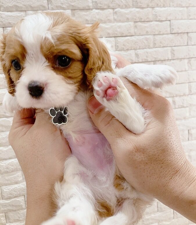 ご家族きまりました　プーリア　