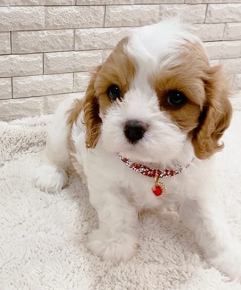 ご家族きまりました　プーリア　キャバプー　レアカラーブレンハイム