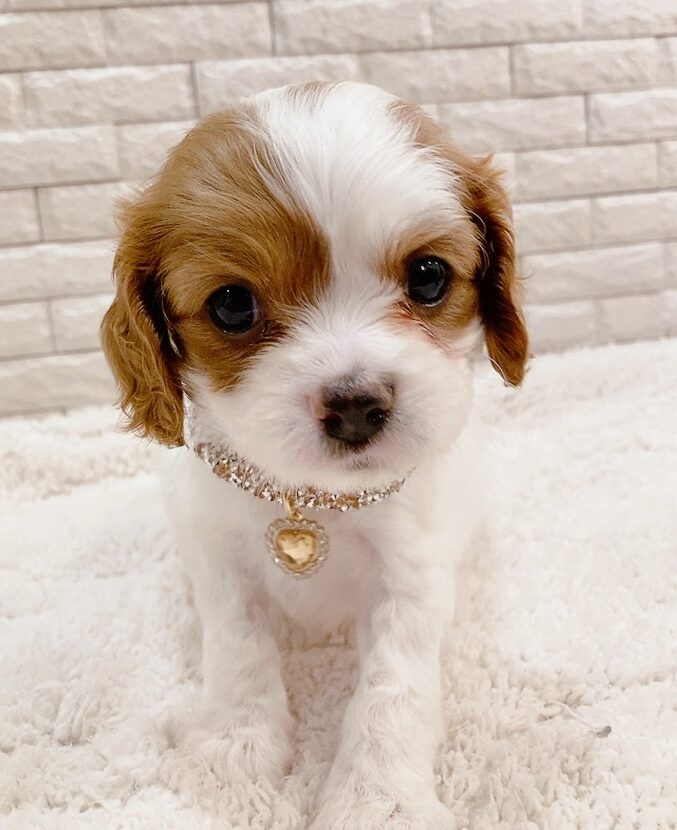 ご家族きまりました キャバリア