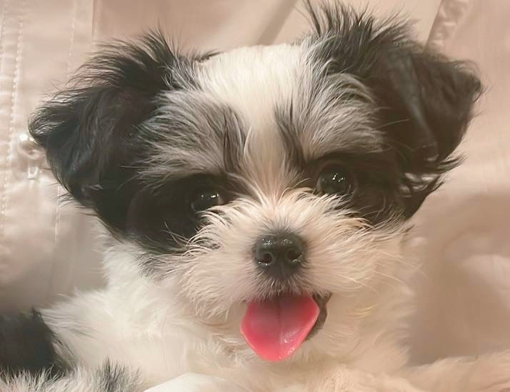 マルチワ　ご家族きまりました