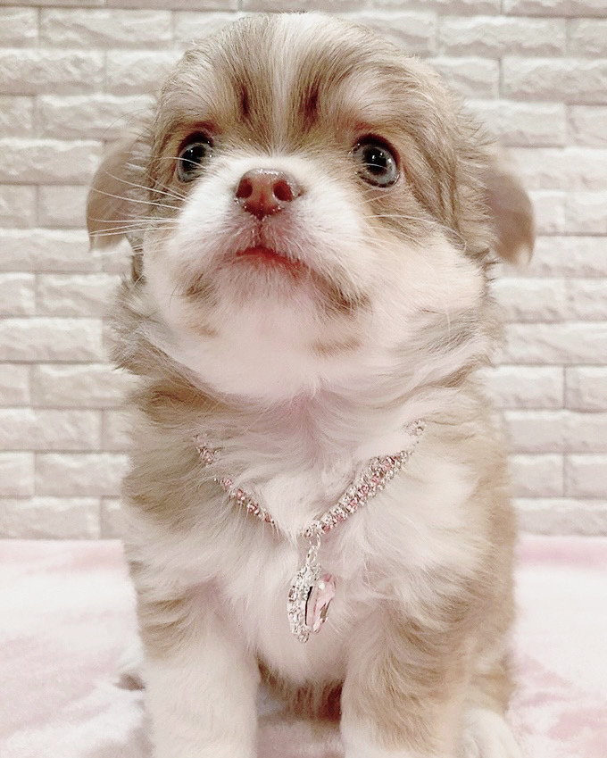 Lチワワ ご家族のきまりました