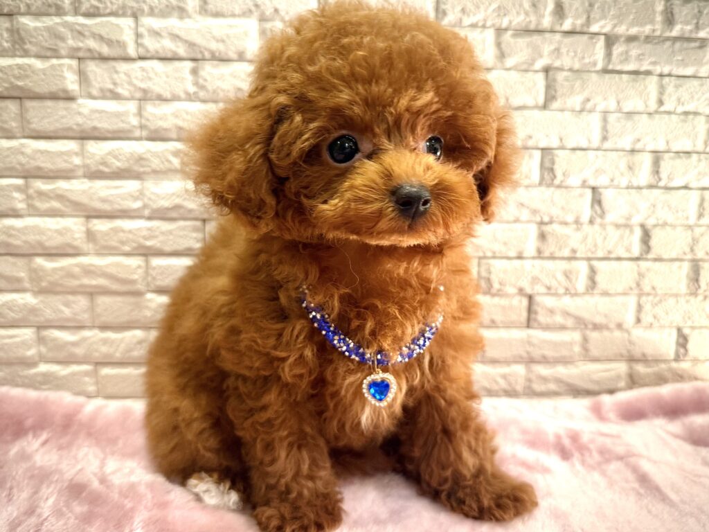 Tカッププードル　ご家族きまりました