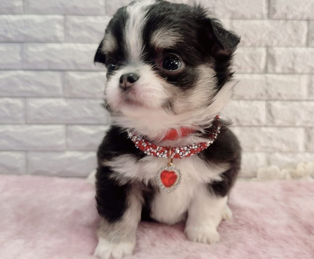 Lチワワ　ご家族決まりました