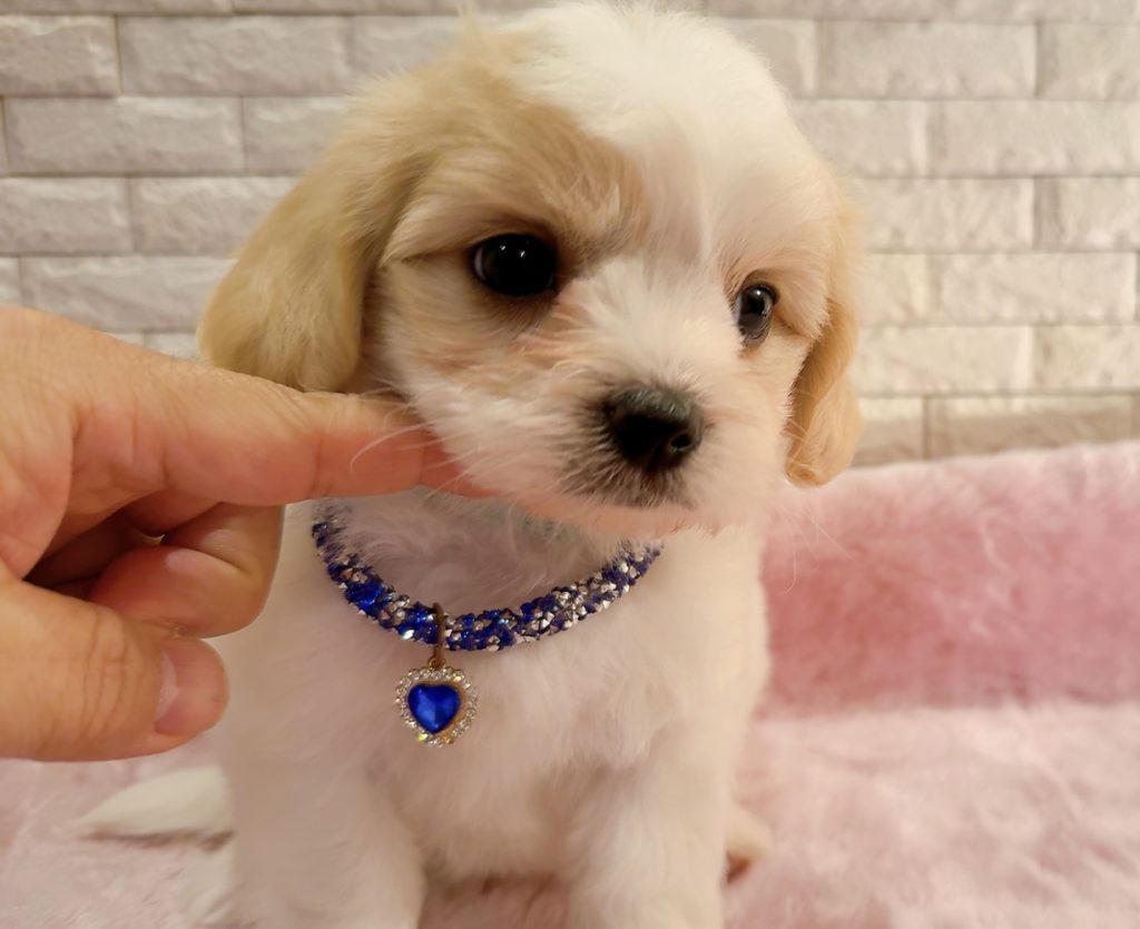 マルキャバ  ご家族きまりました