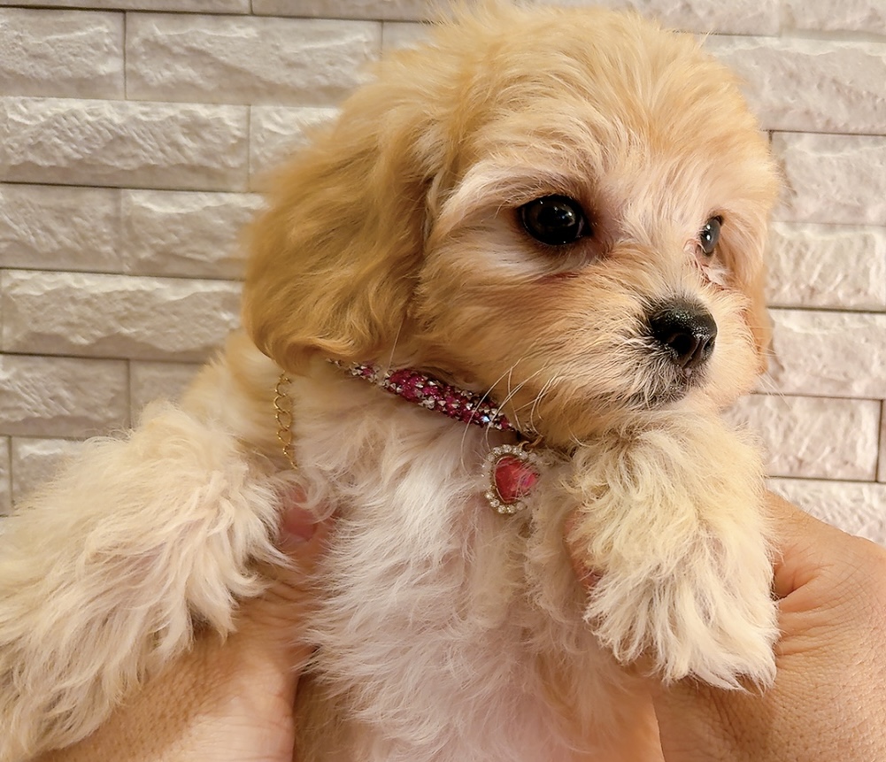 マルキャバ ご家族きまりました