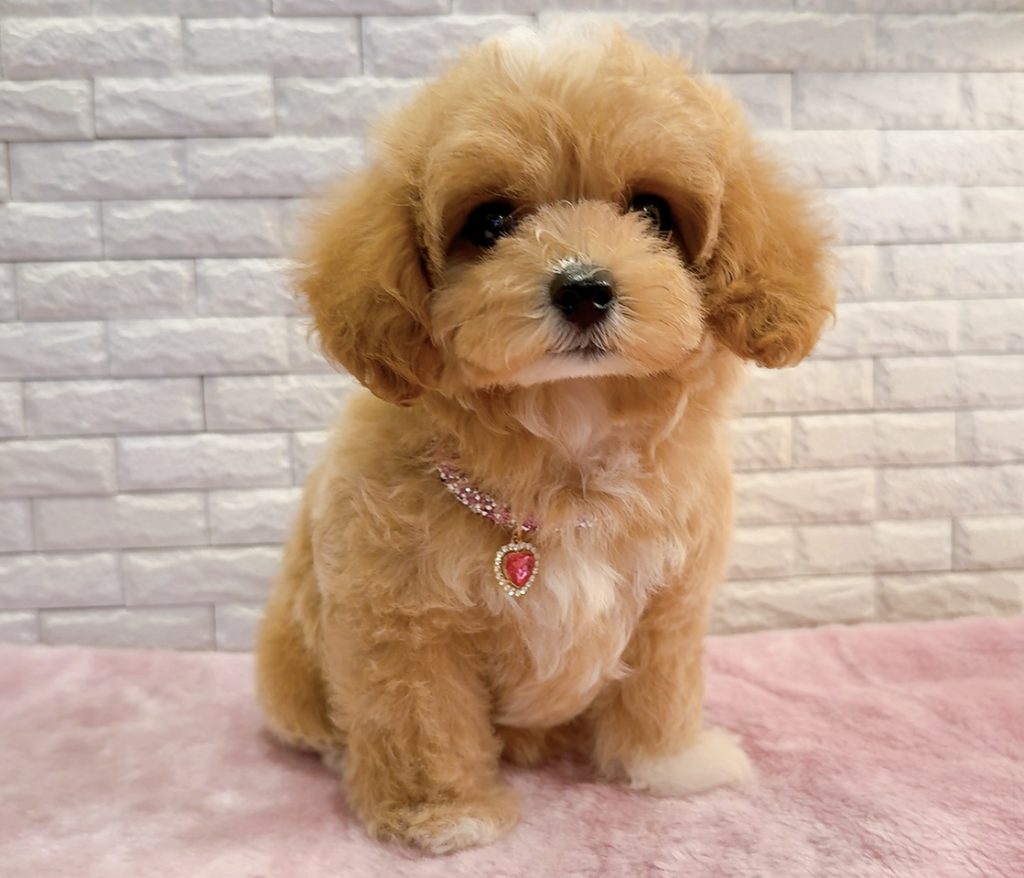 マルプー   ご家族きまりました