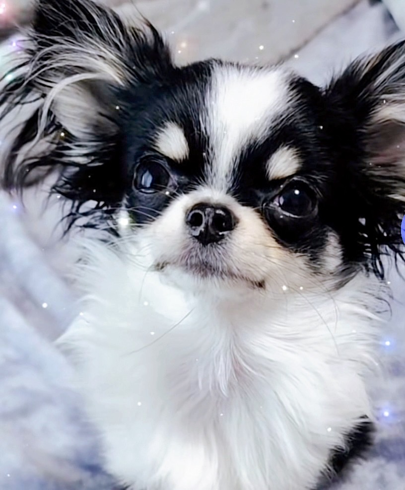 Lチワワ　ご家族決まりました