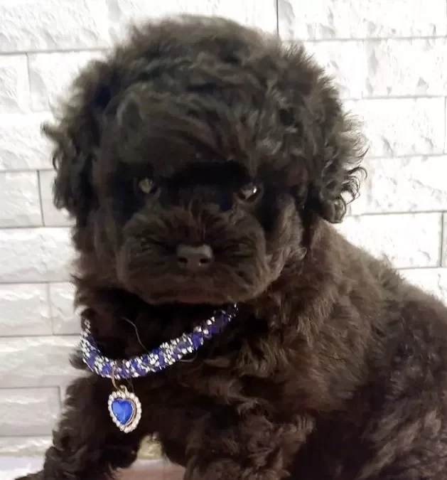 ご家族決まりました　