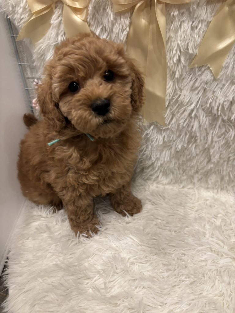 レッドプードル　ブルーちゃん🎀