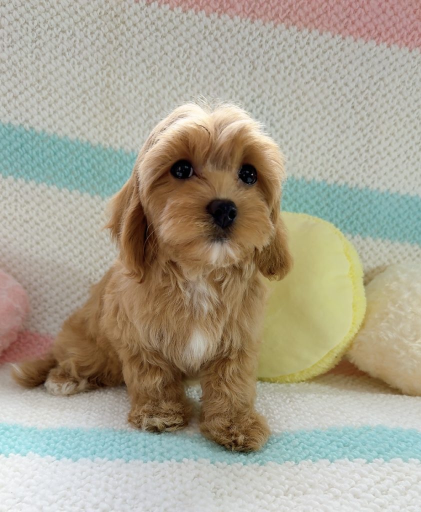 マルキャバプー サンちゃん🎀