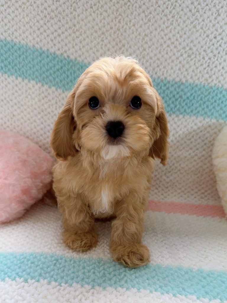 キャバプー グレイくん☆