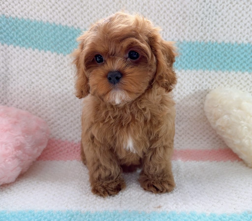 キャバプー エースくん☆