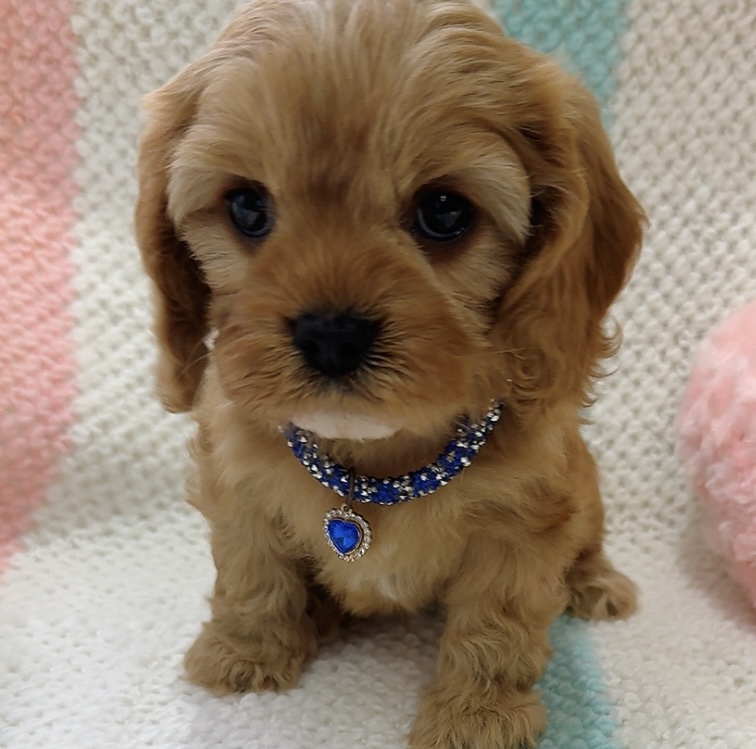 キャバプー　エースくん