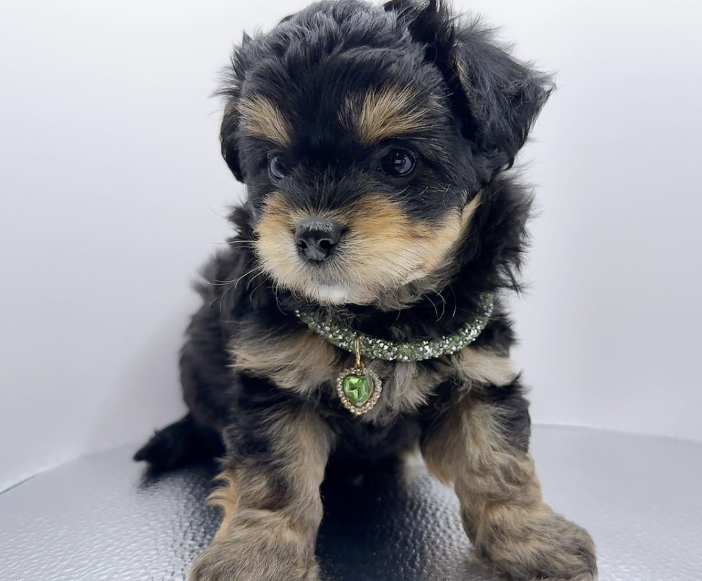 ご家族きまりました