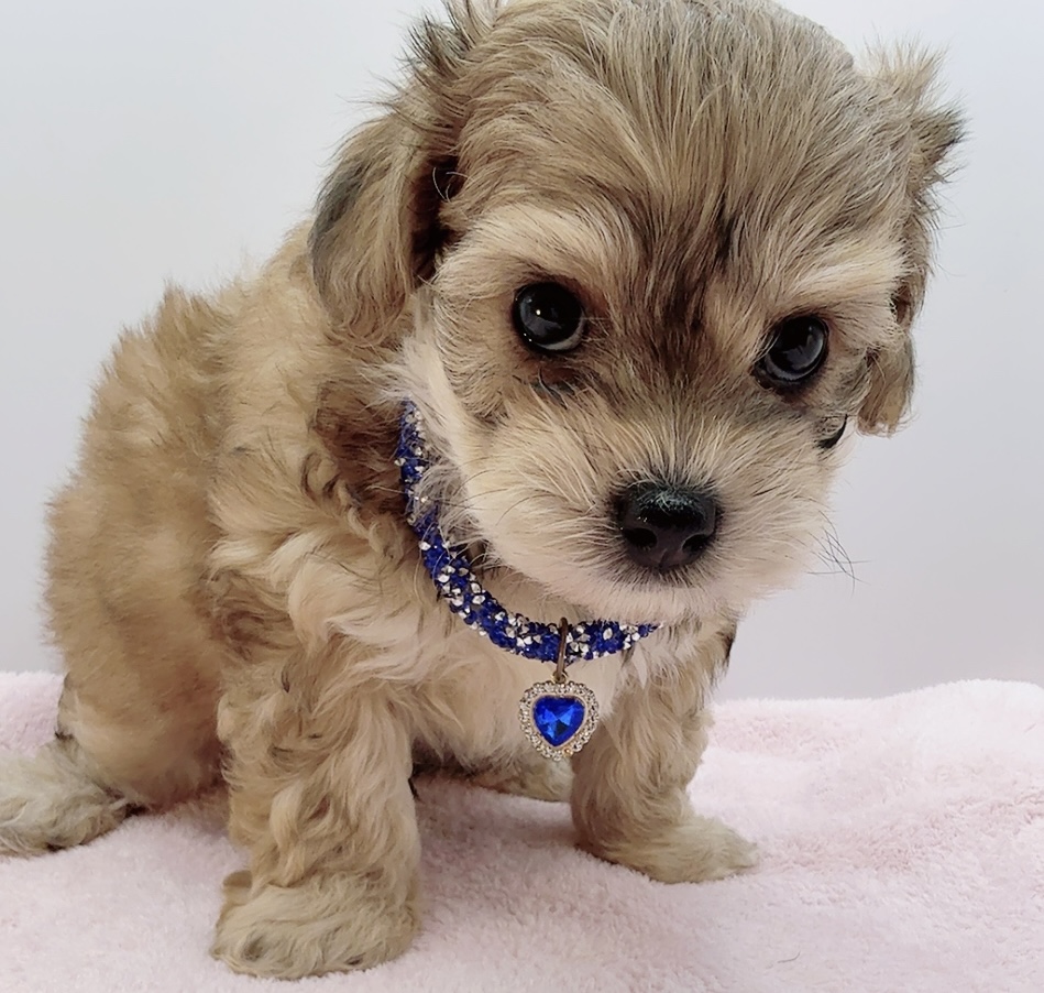 チワプー　カインくん