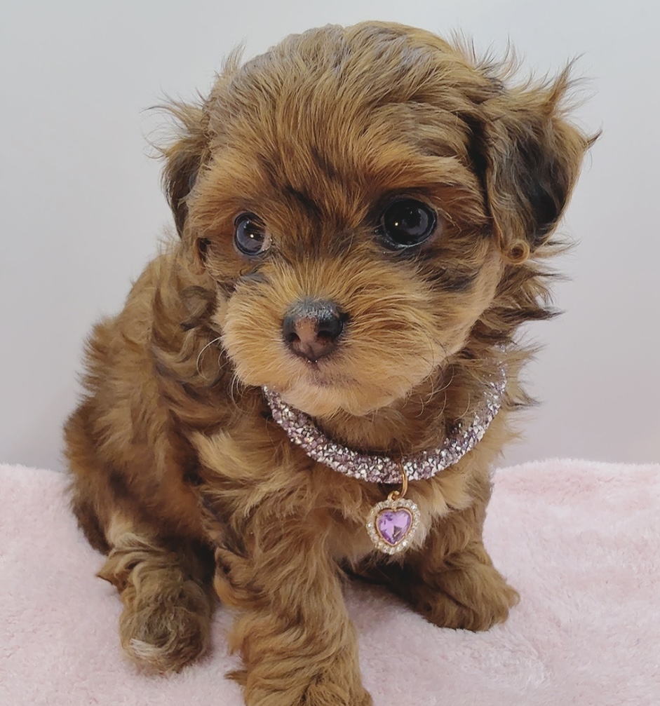 ご家族きまりました